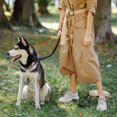 APBFH retractable dog leash second layer security for calm, controlled walks.