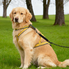 Dog Collar Safety Clip universal compatibility with harnesses and collars.