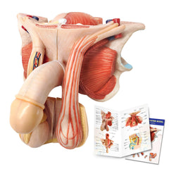 Evotech Scientific male genital model penis with external anatomy for classroom teaching demonstrations