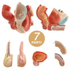 Evotech Scientific male genital model seminal vesicle aids visualization of reproductive anatomy
