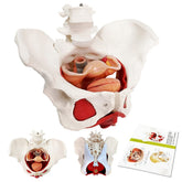 EVOTECH Scientific female pelvis model with removable organs for hands-on anatomy study.