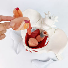 EVOTECH Scientific magnetic mounting pelvis model for stable display during teaching.
