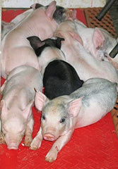 KANE durable polyethylene construction withstands daily farm use for long-lasting heat.