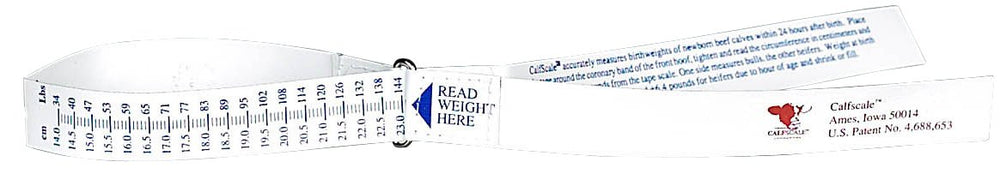 Katouigb Sullivan's Calf Scale Tape reading front hoof circumference for quick birth weight estimates