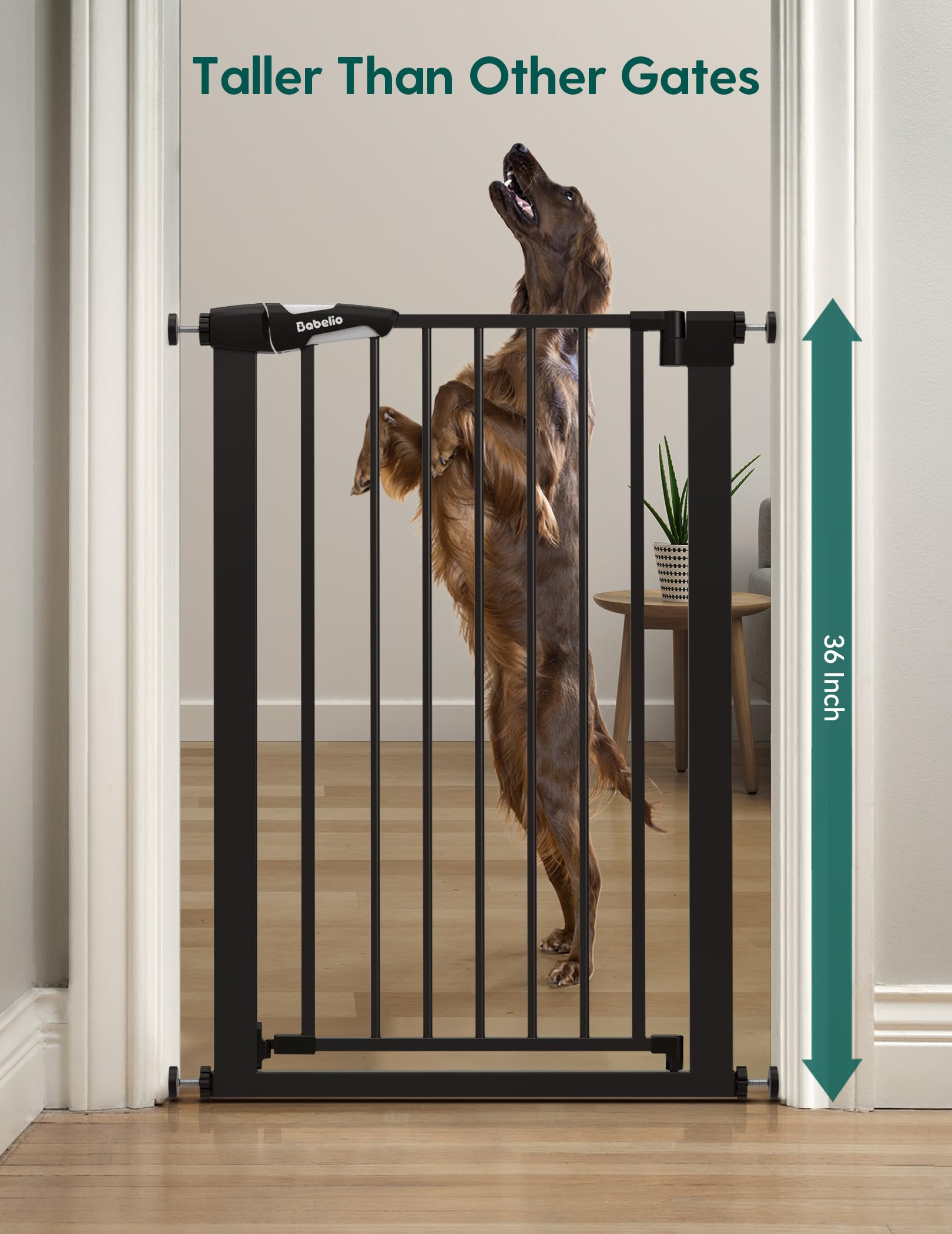 BABELIO 36-inch gate auto-close feature for convenient use.