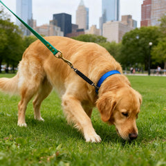 Dog Collar Safety Clip car seat belt attachment prevents escapes.