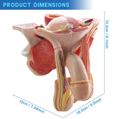 Evotech Scientific male genital model bladder highlighting urinary system for anatomy lessons