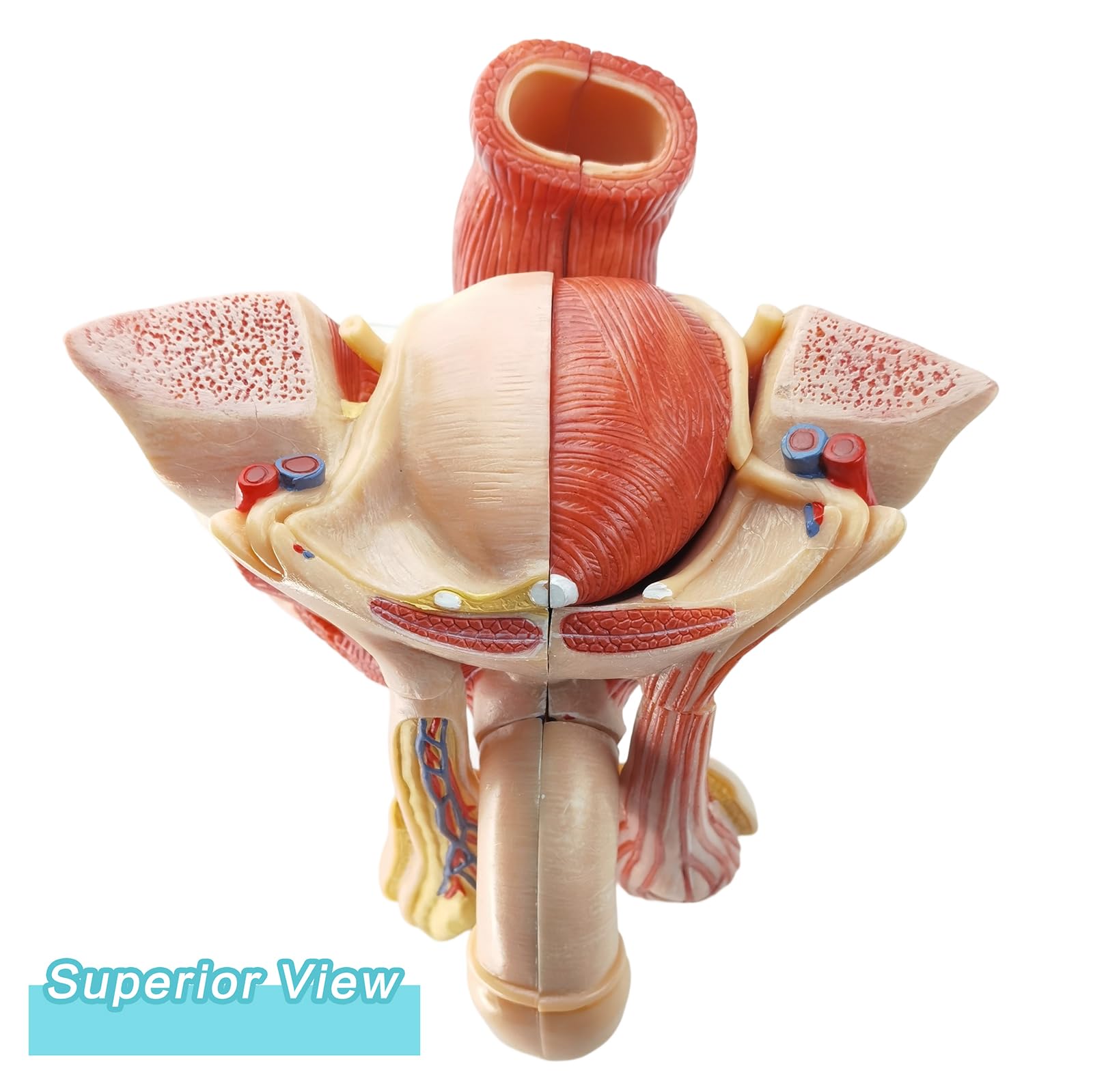 Evotech Scientific male genital model median-section view reveals five-part anatomy