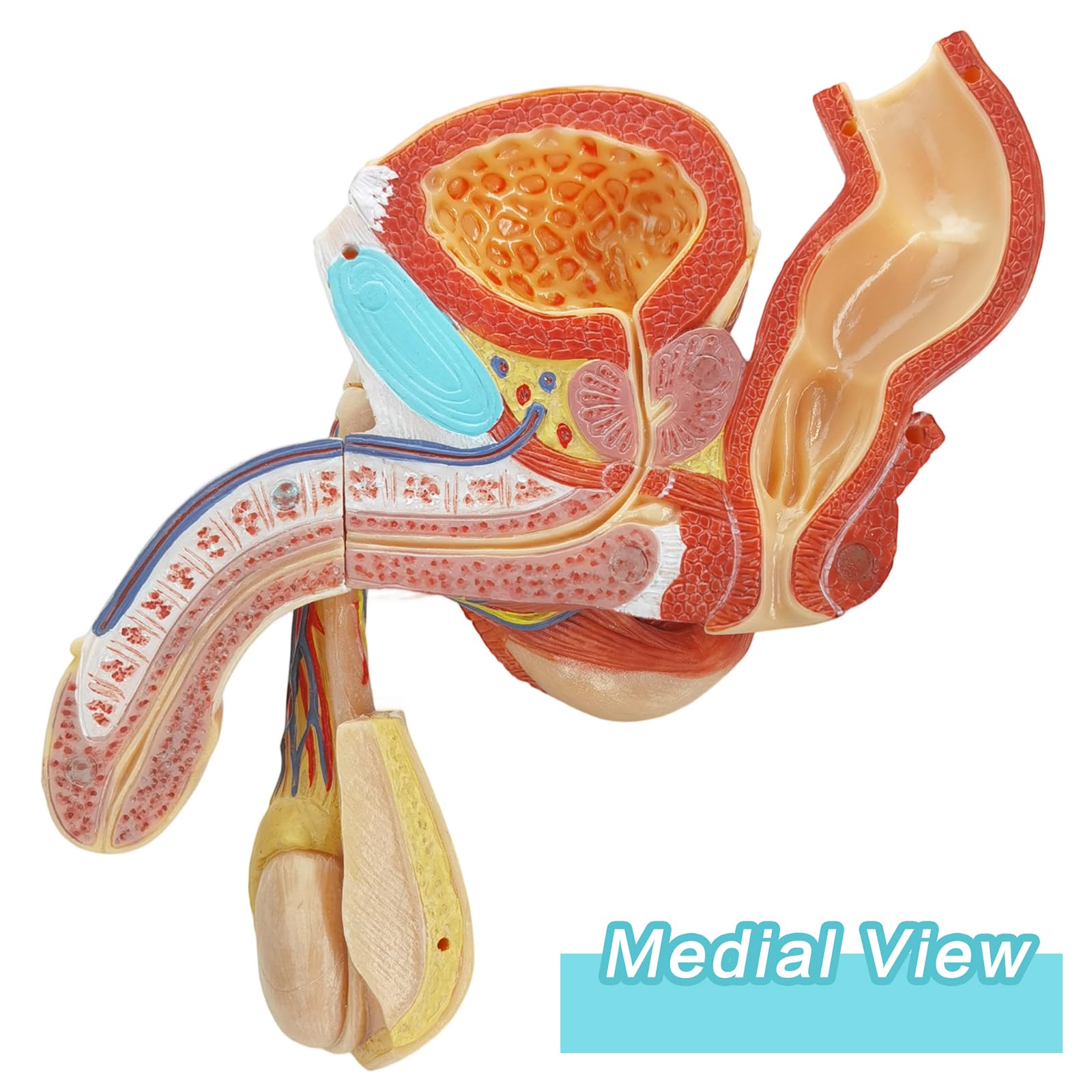 Evotech Scientific male genital model pelvic muscles aiding learning of pelvic support structures