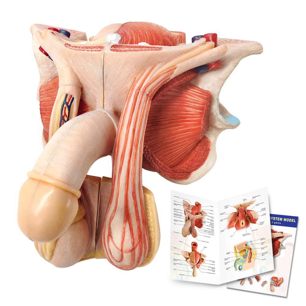 Evotech Scientific male genital model penis with external anatomy for classroom teaching demonstrations