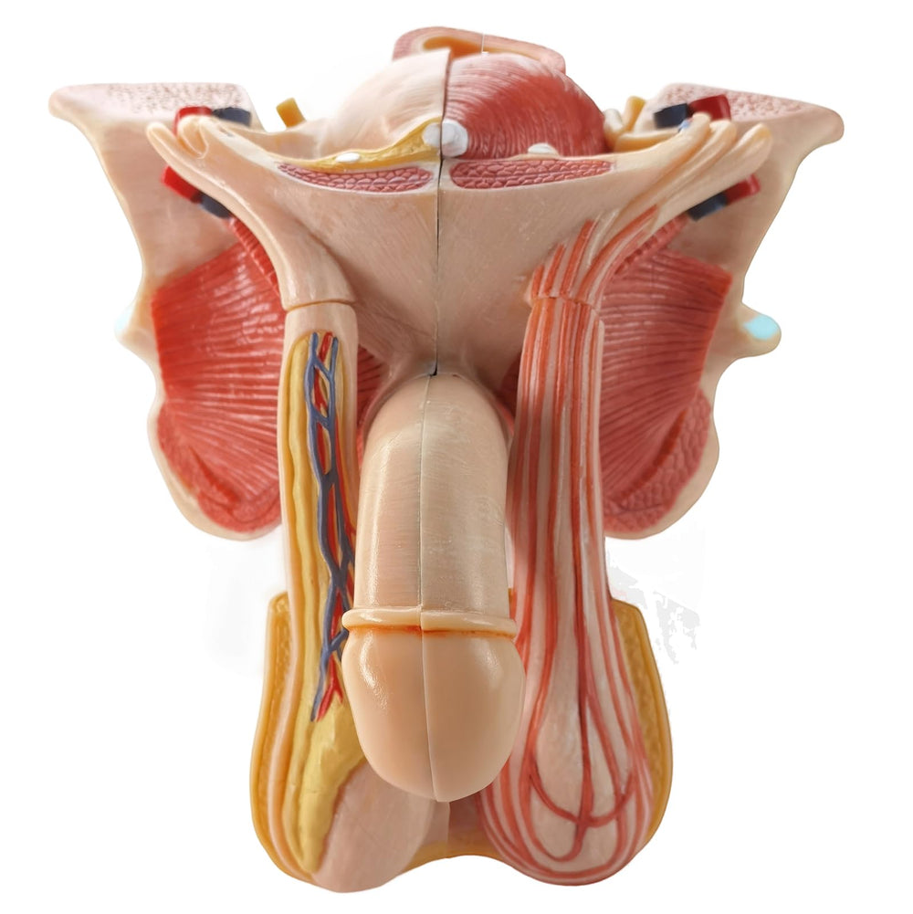Evotech Scientific male genital model prostate illustrating internal structure for medical training
