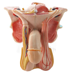 Evotech Scientific male genital model prostate illustrating internal structure for medical training