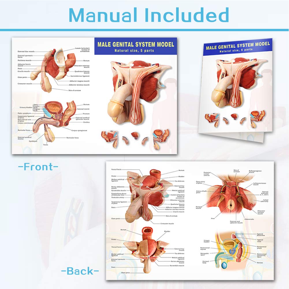 Evotech Scientific male genital model rectum supporting pelvic anatomy reviews