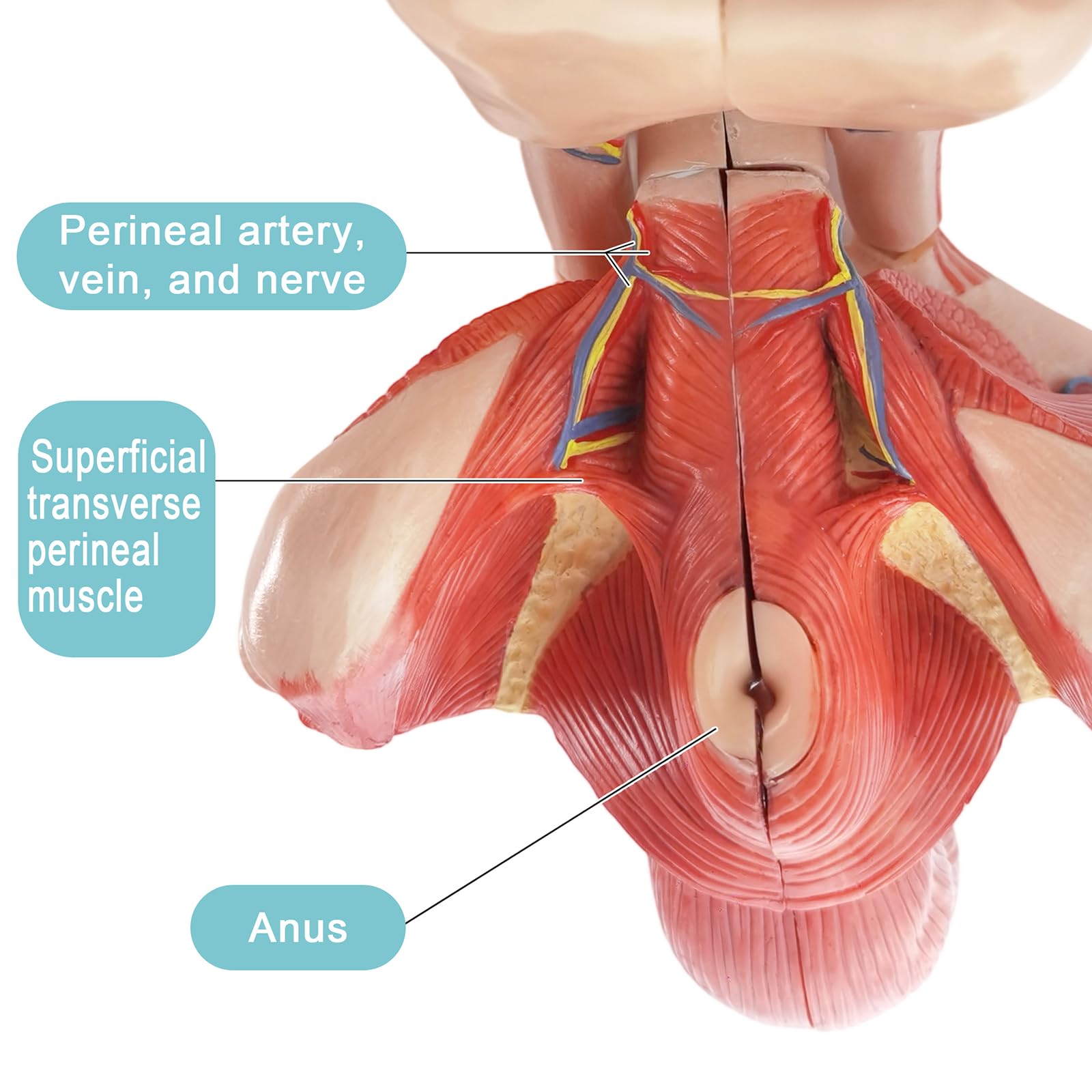 Evotech Scientific male genital model spermatic cord supports anatomy study and clinical demonstrations