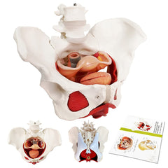 EVOTECH Scientific female pelvis model with removable organs for hands-on anatomy study.