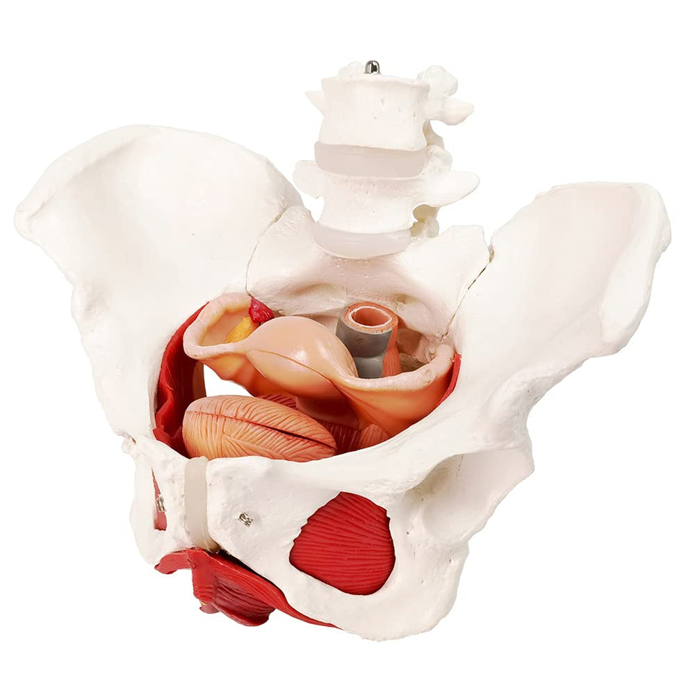 EVOTECH Scientific multi-part model helps observe uterus bladder and rectum interactions safely.