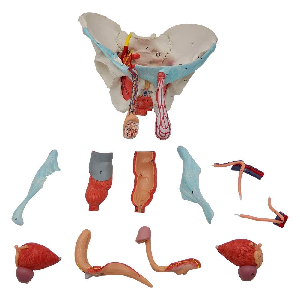 EVOTECH SCIENTIFIC 11-part pelvis model shows detachable bones and muscles for teaching.