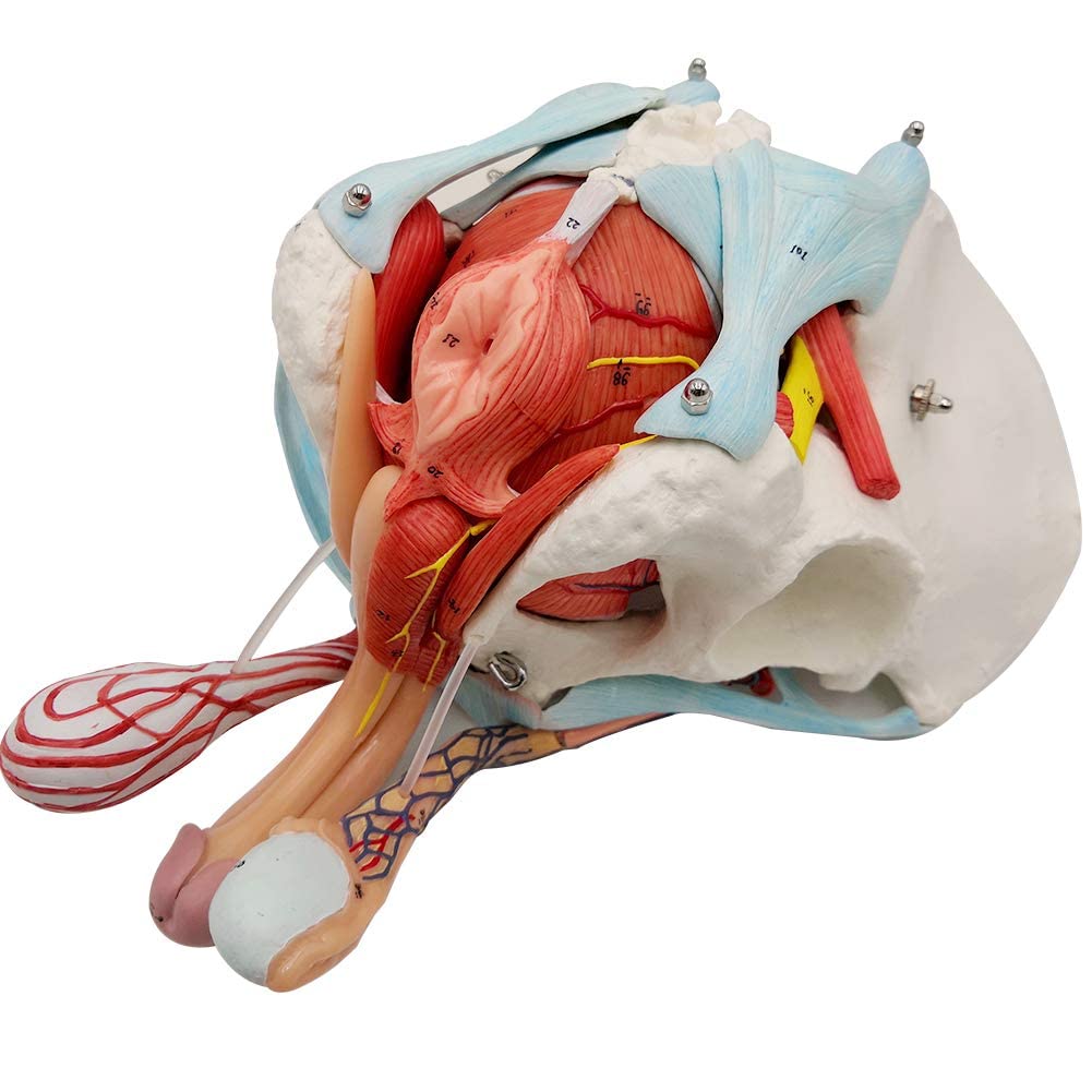 EVOTECH SCIENTIFIC supports clinical teaching with immersive anatomy.