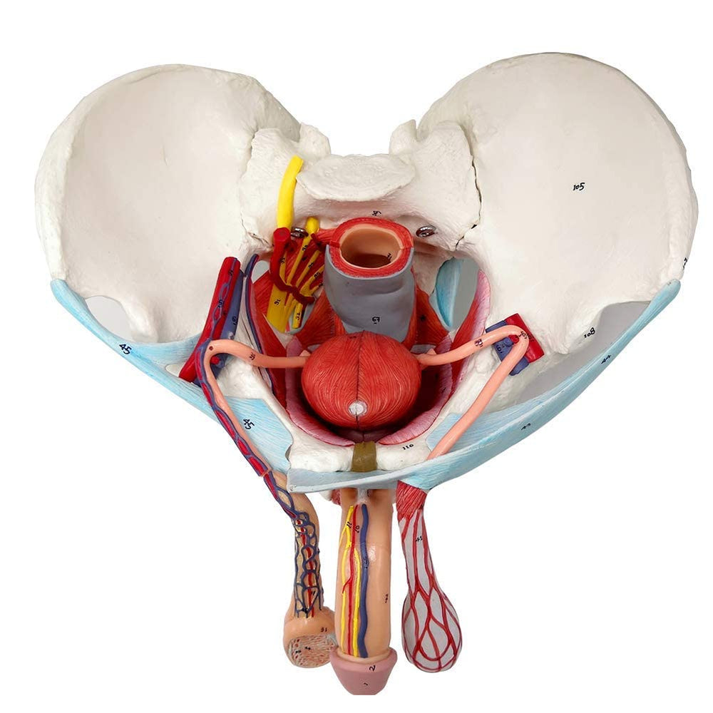 EVOTECH SCIENTIFIC male pelvis model with removable organs for interactive anatomy study.