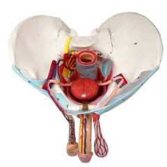 EVOTECH SCIENTIFIC male pelvis model with removable organs for interactive anatomy study.