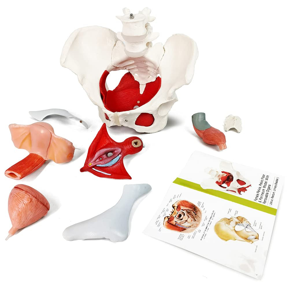 EVOTECH Scientific pelvic bones and sacrum model with movable coccyx for dynamic demonstrations.