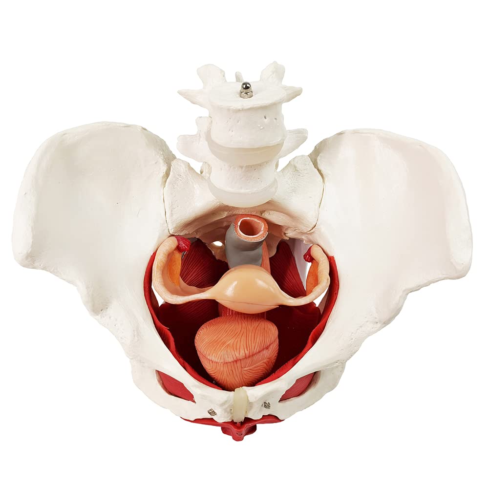 EVOTECH Scientific pelvic floor muscles diagram showing anatomical relationships clearly.