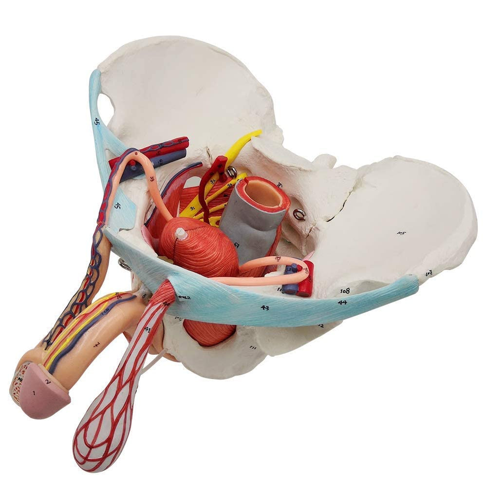 Hand-painted details on EVOTECH pelvis model enhance realism for demonstrations.