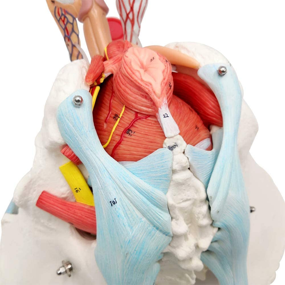 Educational brochure included with EVOTECH pelvis model supports structured lessons.
