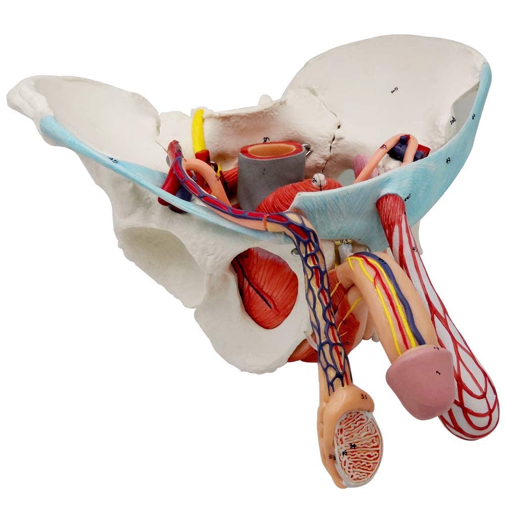 EVOTECH SCIENTIFIC pelvis model with magnetic mounting for easy, secure assembly.