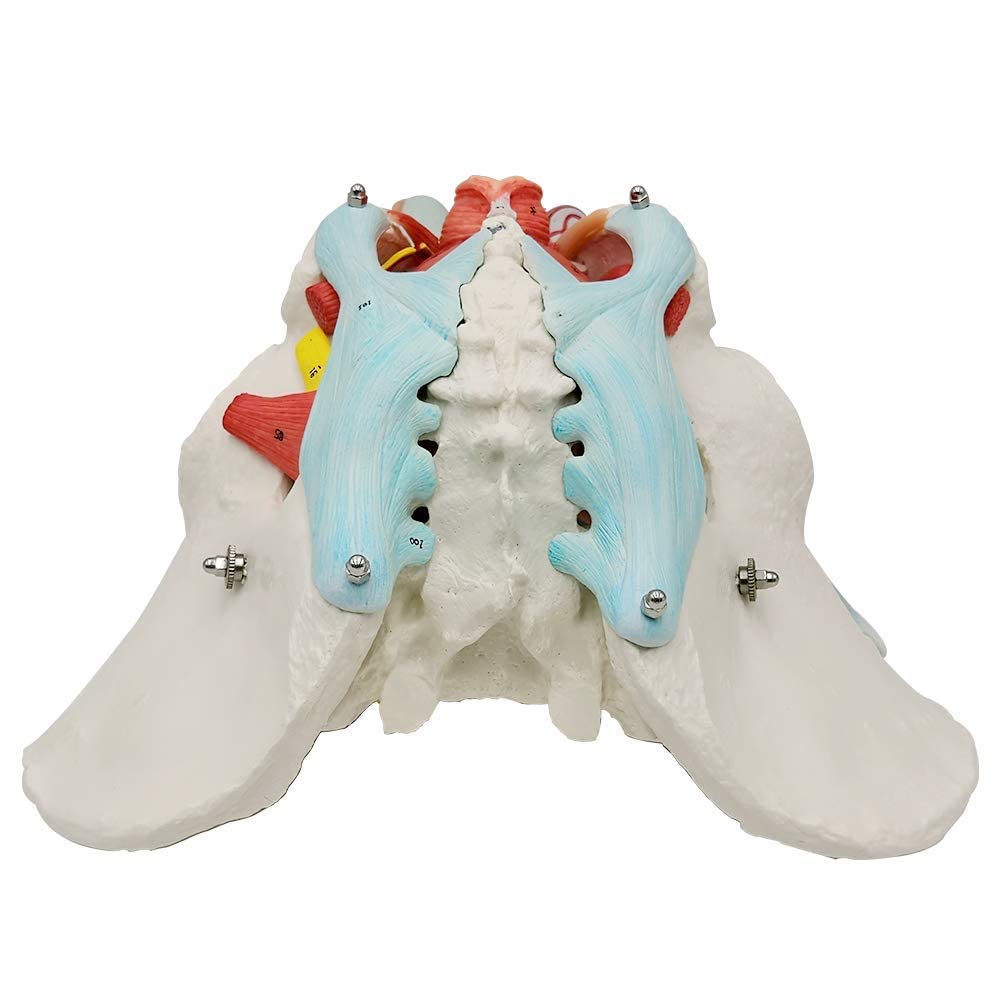 EVOTECH SCIENTIFIC non-toxic PVC pelvic model ensures safe handling during teaching.
