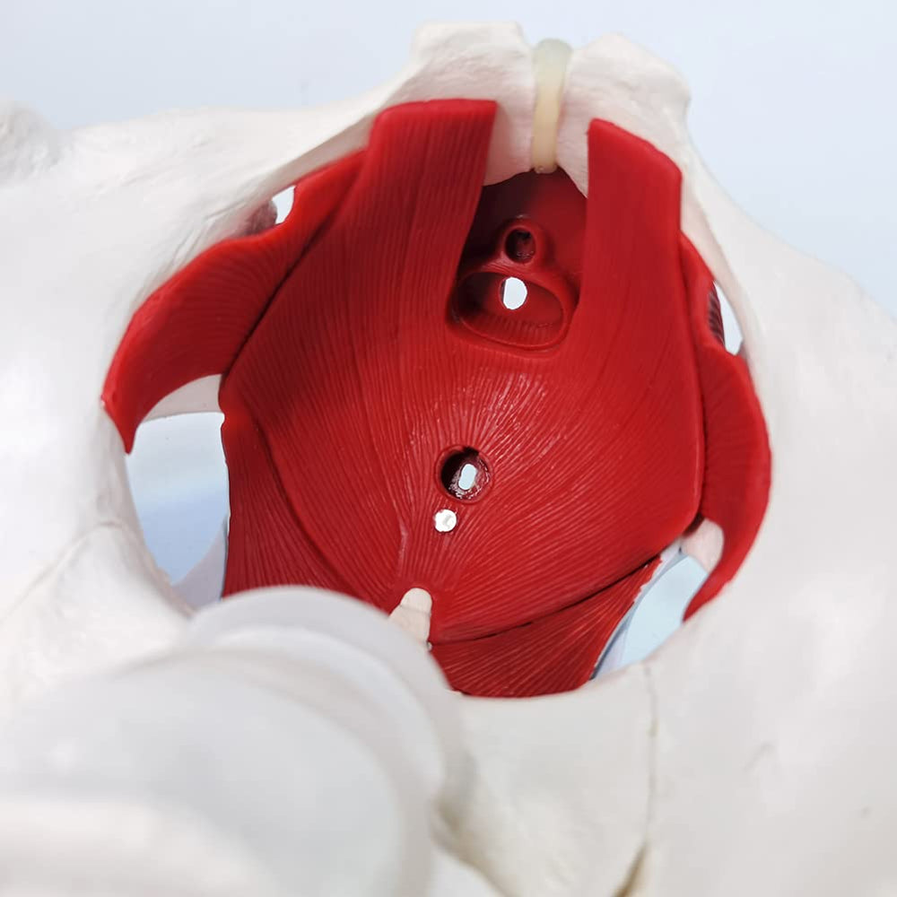 EVOTECH Scientific teaching aid ideal for classrooms and labs.
