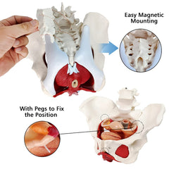 EVOTECH Scientific uterus bladder rectum removable model for clear observation during lessons.
