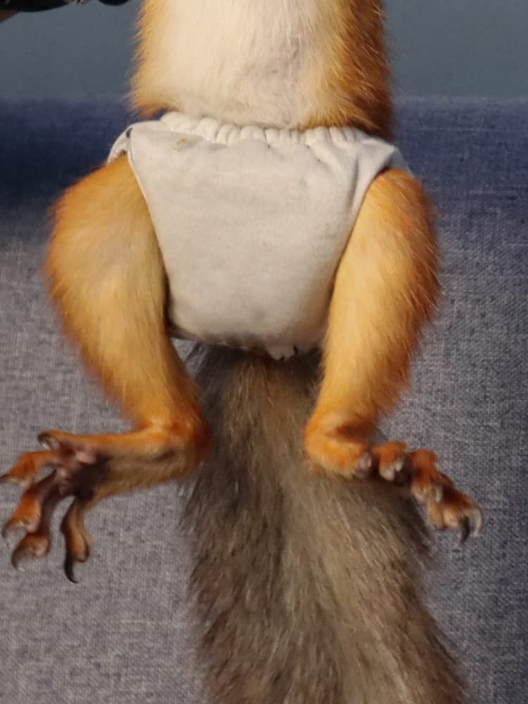 FORZENA pack of small animal diapers ready for use.