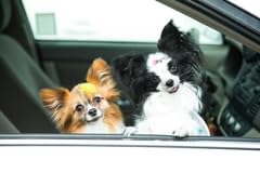 Girlie Glue for pets shows practical use during costumes or playful grooming.