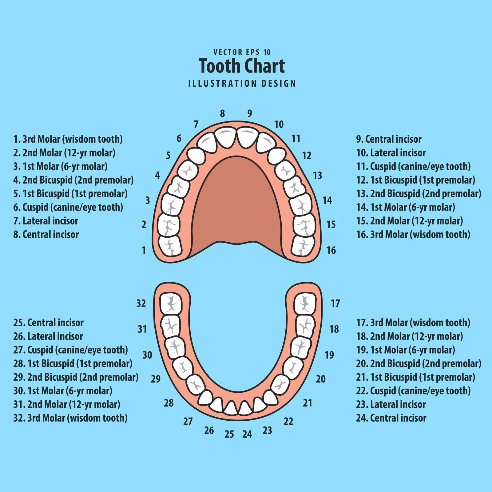 Jetec included tweezers for clean handling of baby teeth