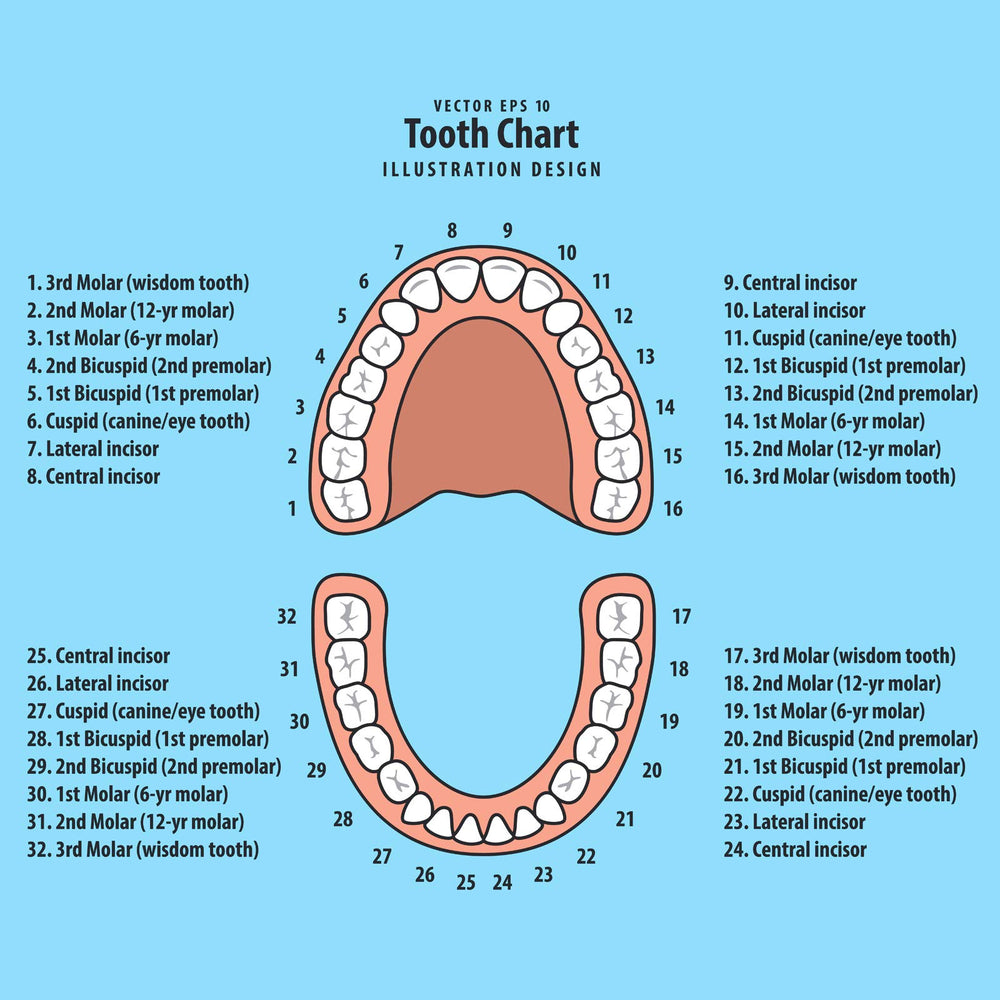 Jetec included tweezers for clean handling of baby teeth