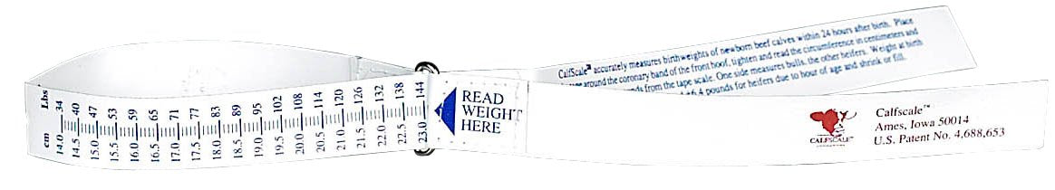 Katouigb Sullivan's Calf Scale Tape reading front hoof circumference for quick birth weight estimates