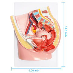 Merinden anatomical pelvis with musculature and urinary structures in vivid detail.
