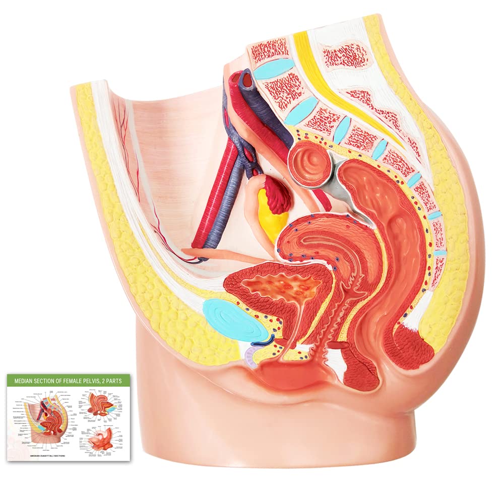 Merinden female pelvis model on baseboard for classroom demonstrations and patient education.