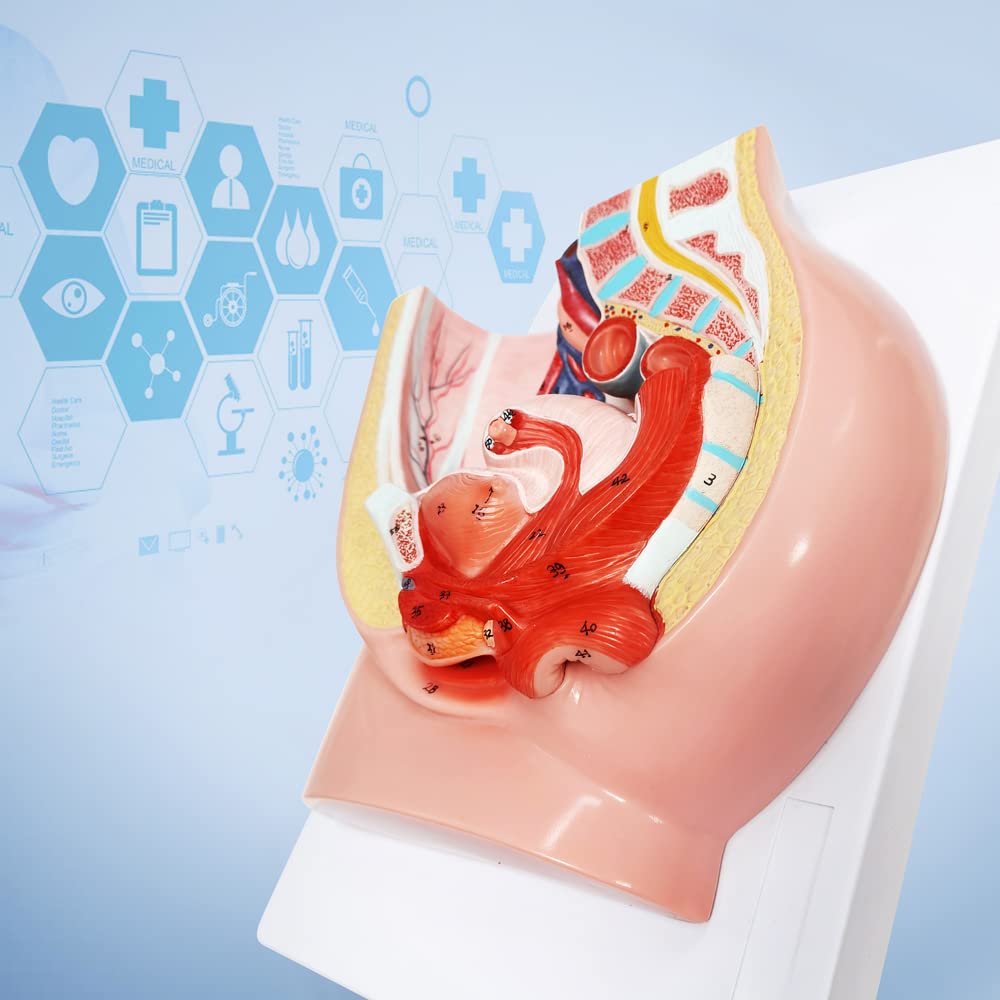 Merinden life-size pelvis on baseboard suitable for clinics and classrooms.