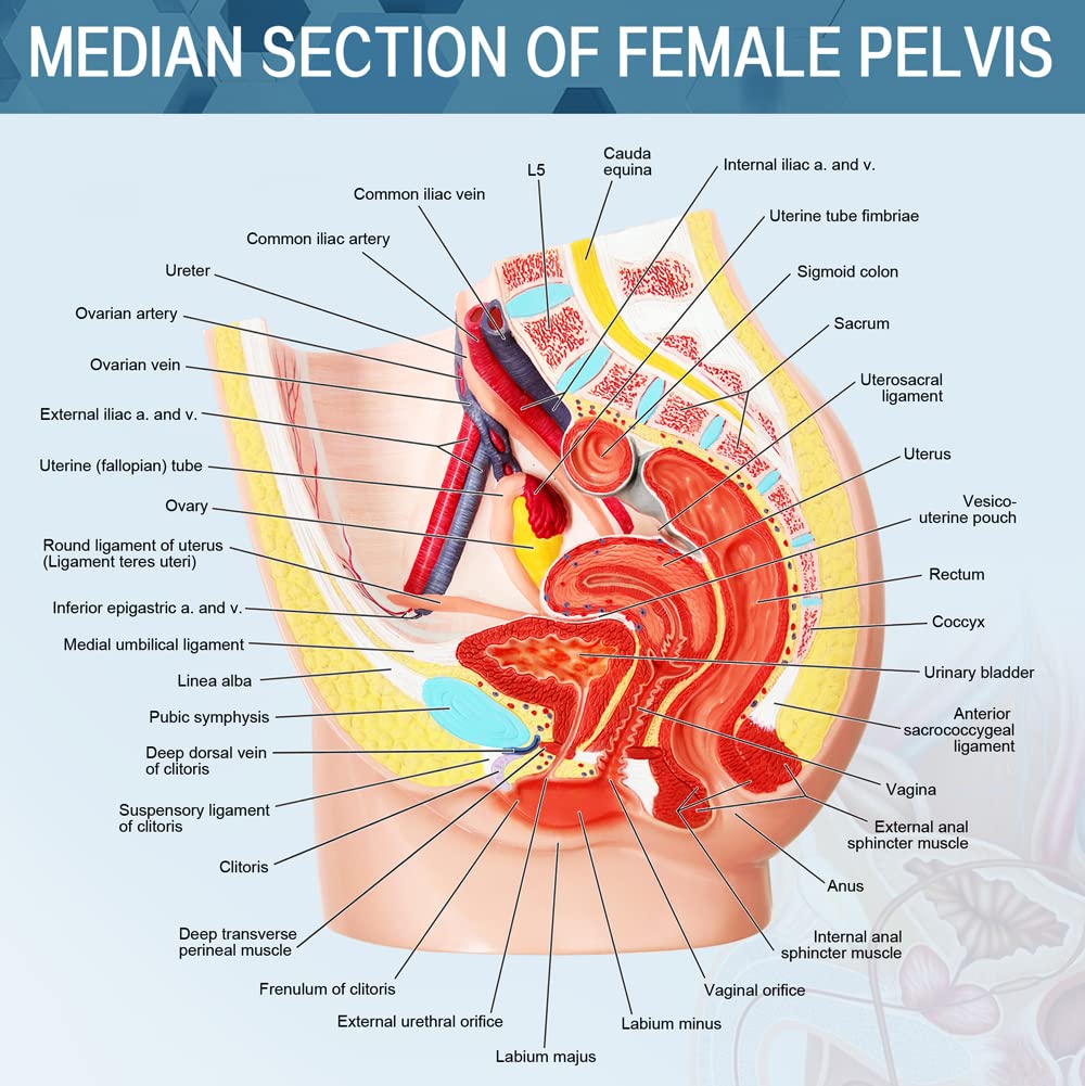Merinden pelvis model includes educational booklet for quick reference.