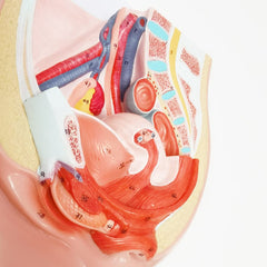 Merinden pelvis model with magnetic connections for easy assembly.