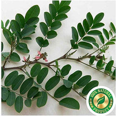 Neotea Pure indigo leaf powder free from additives