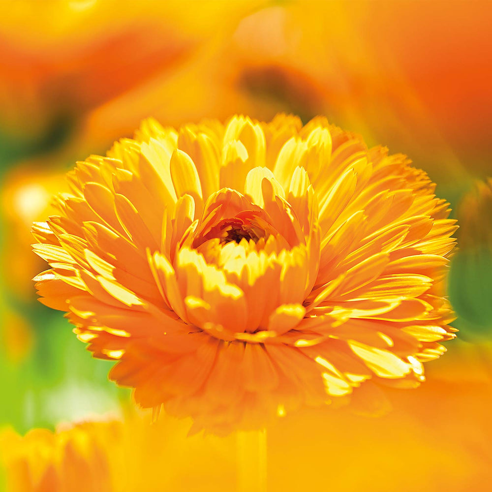 Weleda Calendula Baby Cream Bath scene with baby, inviting bath time ritual