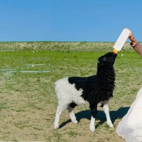 WoYous lamb feeding setup in farm scene for practical use